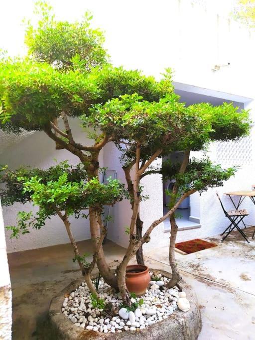 La Casa De Las Palmeras Muntanya la Sella Luaran gambar